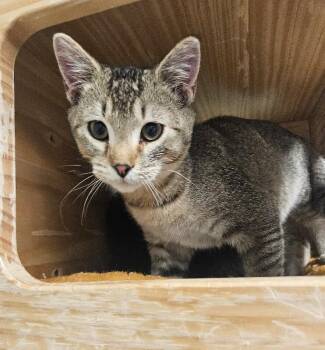 Chicken of the Sea -  Domestic Short Hair Cat for Adoption in Fort Collins, Colorado - Chicken Of The Sea | PetCurious