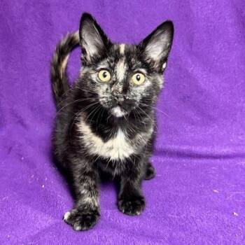 Peanut -  Domestic Short Hair Cat for Adoption in Waterloo, Iowa - Peanut | PetCurious