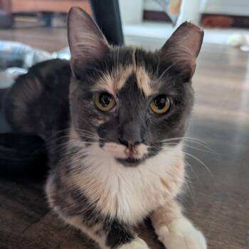 Mina -  Domestic Short Hair Cat for Adoption in Chicago, Illinois - Mina | PetCurious