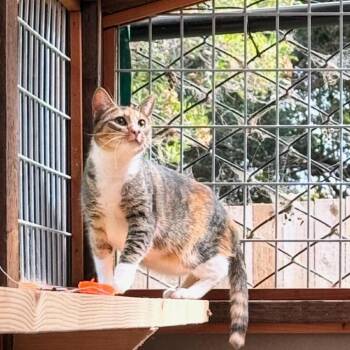LENNOX -  Domestic Short Hair Cat for Adoption in Richmond, California - LENNOX | PetCurious