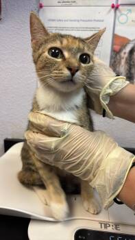 Vivian -  Abyssinian Cat for Adoption in New Braunfels, Texas - Vivian | PetCurious