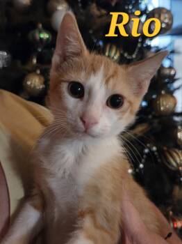 Rescue Domestic Short Hair Cats for Adoption in Gun Barrel City, Texas - Rio | PetCurious