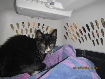 QUINN -  Domestic Short Hair Cat for Adoption in Santa Rosa, California - QUINN | PetCurious