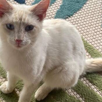 Domestic Short Hair Cats Available for Adoption - Casper | PetCurious