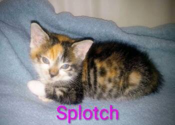 Splotch -  Domestic Short Hair Cat for Adoption in Johnson City, Tennessee - Splotch | PetCurious