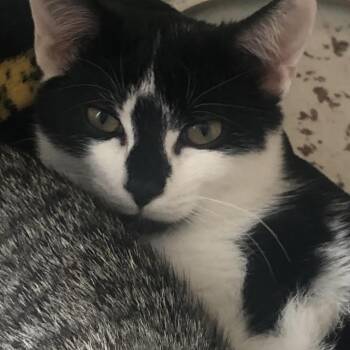 Rescue Domestic Short Hair Cats for Adoption in Harrisonburg, Virginia - Pepper | PetCurious