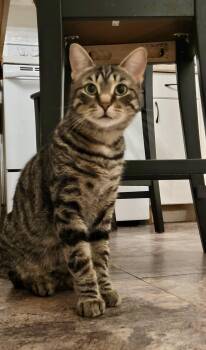 Rescue Bengal Cats for Adoption in Hamilton, Ontario - BEAUTIFUL BEN | PetCurious