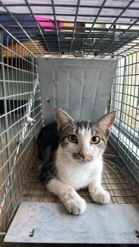 Reyes Feral 1 -  Domestic Short Hair Cat Available for Adoption in New Braunfels, Texas - Reyes Feral 1 | PetCurious