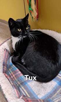 Rescue Domestic Short Hair Cats for Adoption in Plattsburgh, New York - Tux | PetCurious
