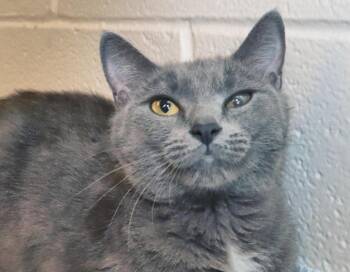 Paula -  Russian Blue Cat for Adoption in Euclid, Ohio - Paula | PetCurious