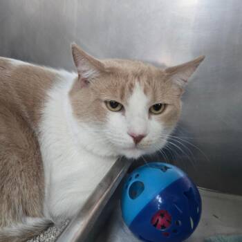 Timothy -  Domestic Short Hair Cat for Adoption in San Jacinto, California - Timothy | PetCurious