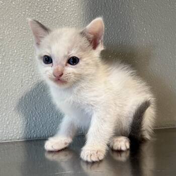 Byson* -  Siamese Cat for Adoption in San Gabriel, California - Byson* | PetCurious