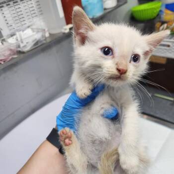 Method Man -  Domestic Short Hair Cat for Adoption in Summerville, South Carolina - Method Man | PetCurious