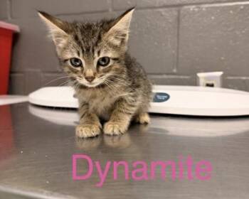 Dynamite -  Domestic Short Hair Cat Available for Adoption in Fort Worth, Texas - Dynamite | PetCurious