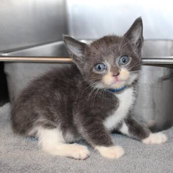 Chili -  Domestic Short Hair Cat for Adoption in Auburn, Alabama - Chili | PetCurious