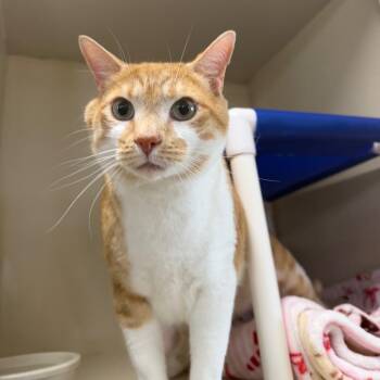 Alastor -  Domestic Short Hair Cat for Adoption in Spanish Fork, Utah - Alastor | PetCurious