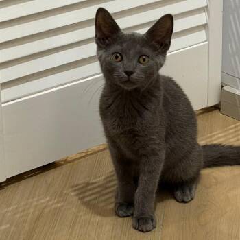 Miso -  Domestic Short Hair Cat for Adoption in Jupiter, Florida - Miso | PetCurious