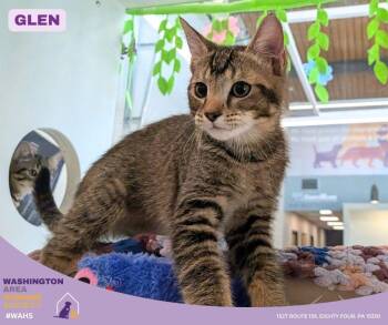 Domestic Short Hair Cats Available for Adoption in Eighty Four, Pennsylvania - Glen | PetCurious
