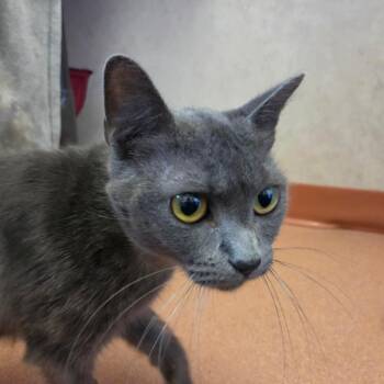 Blueberry -  Domestic Short Hair Cat for Adoption in Ballston Spa, New York - Blueberry | PetCurious