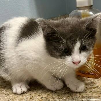 Flea -  Domestic Medium Hair Cat for Adoption in Chicago, Illinois - Flea | PetCurious