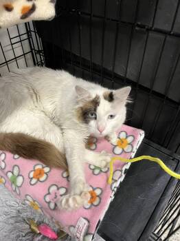 Turkish Angora and Domestic Medium Hair Cats Available for Adoption in Walnut Creek, California - Cookie Monster | PetCurious