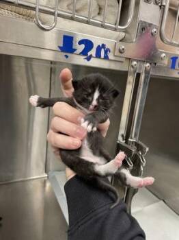 Funyon -  Domestic Short Hair Cat Available for Adoption in Hamilton Township, New Jersey - Funyon | PetCurious