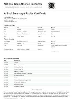 Domestic Short Hair Cats Available for Adoption in Darien, Georgia - Pepper | PetCurious