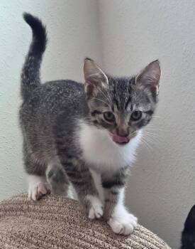 Rescue Domestic Short Hair Cats for Adoption in Tampa, Florida - Axel | PetCurious