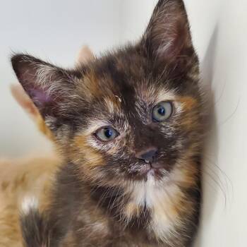 Snooki -  Domestic Short Hair Cat for Adoption in Phoenix, Arizona - Snooki | PetCurious