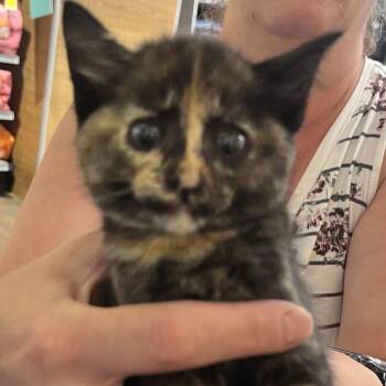 Suki -  Domestic Short Hair Cat for Adoption in Sioux Falls, South Dakota - Suki | PetCurious