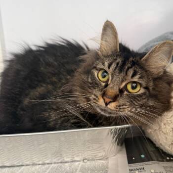 Everest -  Domestic Short Hair Cat for Adoption in Chicago, Illinois - Everest | PetCurious