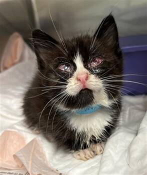 Rescue Domestic Short Hair Cats for Adoption in Hayward, California - A136225 | PetCurious