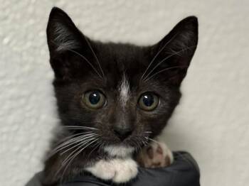 Obsidian -  Domestic Short Hair Cat for Adoption in Portland, Oregon - Obsidian | PetCurious