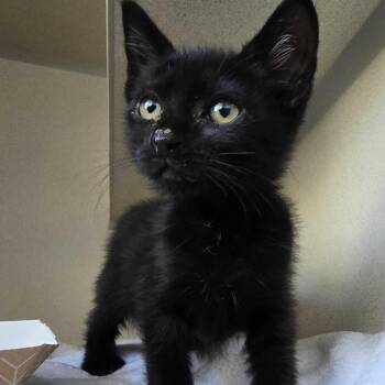 Crunchie (green collar) -  Domestic Short Hair Cat for Adoption in Redwood City, California - Crunchie (green Collar) | PetCurious
