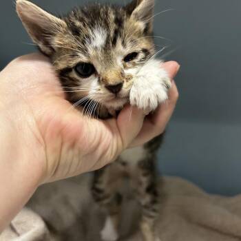 Aang -  Domestic Short Hair Cat for Adoption in Chattanooga, Tennessee - Aang | PetCurious