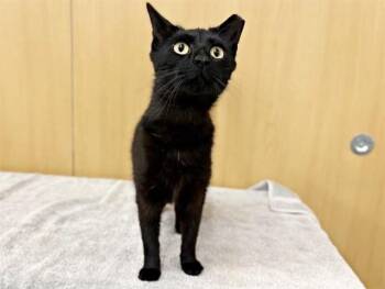 Domestic Short Hair Cats Available for Adoption in Brentwood, Missouri - BLOSSOM | PetCurious