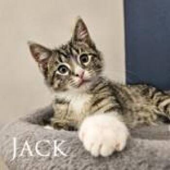 Jack -  Domestic Short Hair Cat for Adoption in Mineral Point, Wisconsin - Jack | PetCurious
