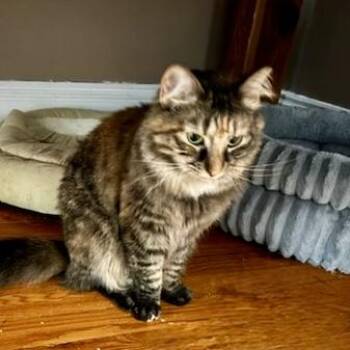 Marigold 3 -  Domestic Medium Hair Cat for Adoption in Albany, New York - Marigold 3 | PetCurious