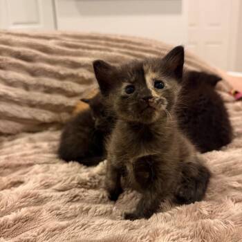 Domestic Short Hair Cats Available for Adoption in Tustin, California - Tulip | PetCurious