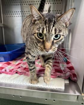 Leo -  Domestic Short Hair Cat for Adoption in Seneca, Pennsylvania - Leo | PetCurious