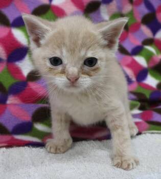 Domestic Short Hair Cats Available for Adoption in Thief River Falls, Minnesota - Lyle | PetCurious