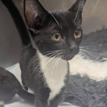 Dusty -  Domestic Short Hair Cat for Adoption in Birmingham, Alabama - Dusty | PetCurious