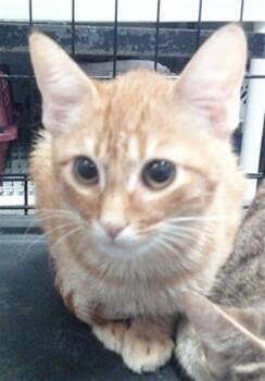 A480510 -  Domestic Short Hair Cat for Adoption in Oklahoma City, Oklahoma - A480510 | PetCurious