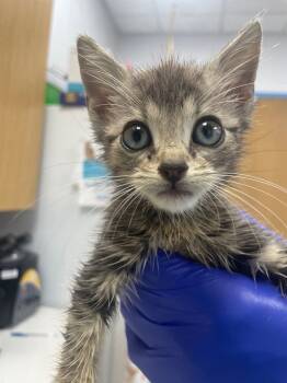 Rescue Domestic Short Hair Cats for Adoption in Hartsville, South Carolina - Zara | PetCurious