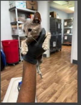 CAT STEVENS -  Domestic Short Hair Cat for Adoption in Sugar Land, Texas - CAT STEVENS | PetCurious