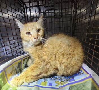 CHESTER -  Domestic Short Hair Cat for Adoption in San Antonio, Texas - CHESTER | PetCurious