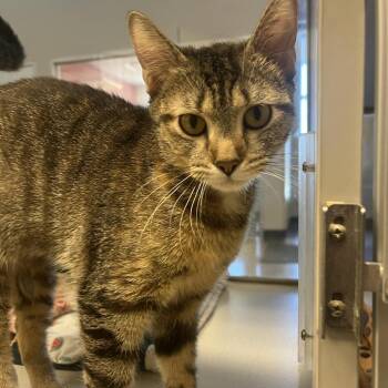 Sasha (Rebel) -  Domestic Short Hair Cat for Adoption in Cedar Rapids, Iowa - Sasha (Rebel) | PetCurious