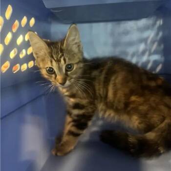 Rookie -  Domestic Short Hair Cat for Adoption in Brentwood, Missouri - Rookie | PetCurious
