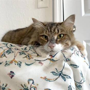 Domestic Medium Hair Cats Available for Adoption - Sweet Pea | PetCurious