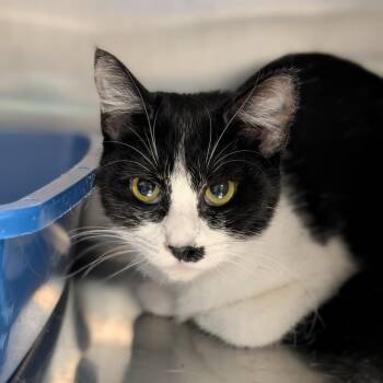 Maraschino -  Domestic Short Hair Cat for Adoption in Spokane, Washington - Maraschino | PetCurious